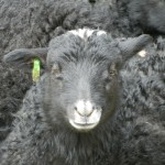 Frühjahrslust - Schwarzes Schaf