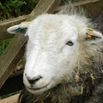 Frühjahrslust - Schaf