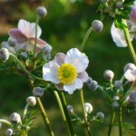 Herbst-Anemone