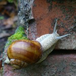 Weinbergschnecke