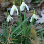 Schnee-Glocken