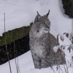 Luchs