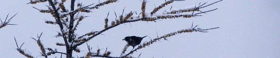 VogelFutterBaum