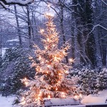 Nach-Weihnachtsbaum