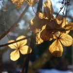 Sonnenblumen