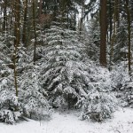 WinterWald