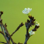 Barbara-Zweig Blüte