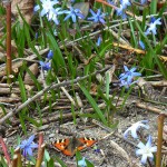 BlauSonnenSchmetterling