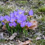 Toller KrokussGruss am Wegesrand