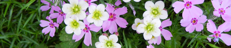 BlumenBanner