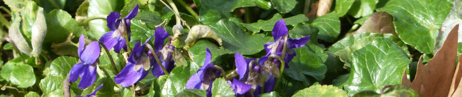 dunkelblaue Veilchenblüten vor den dunkelgrünen Blättern